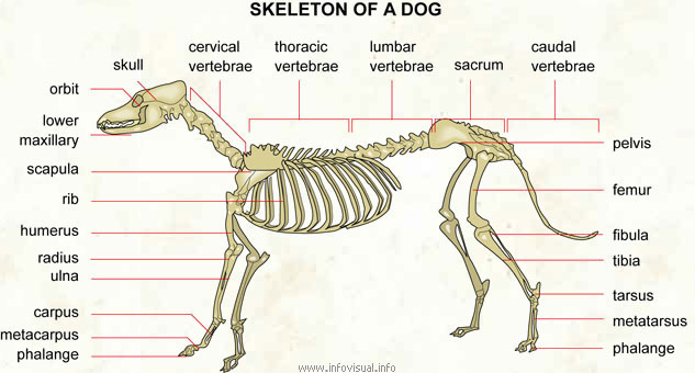 canine skeleton